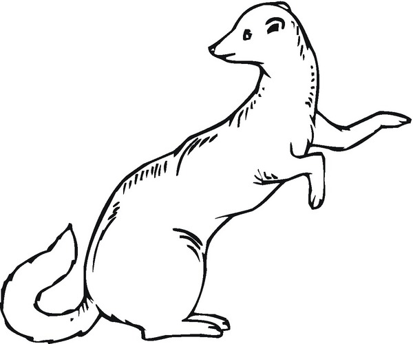 Piękna fretka