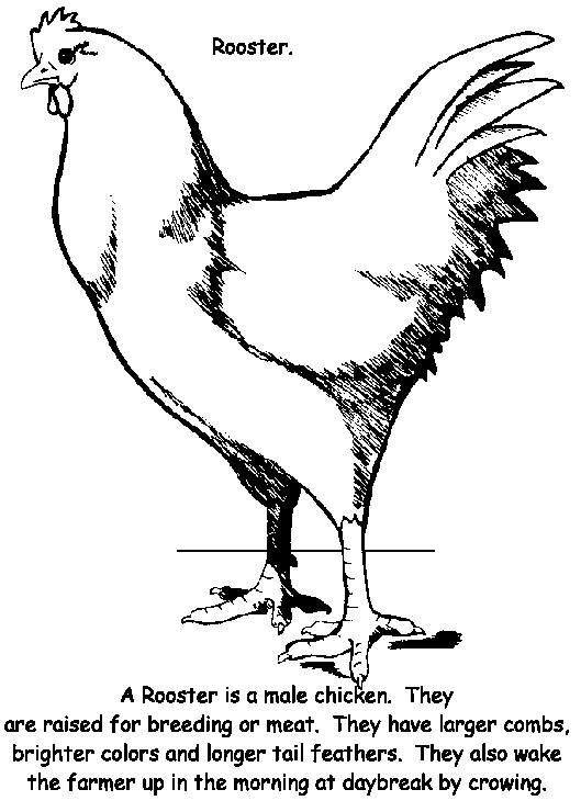 Kolorowa kura