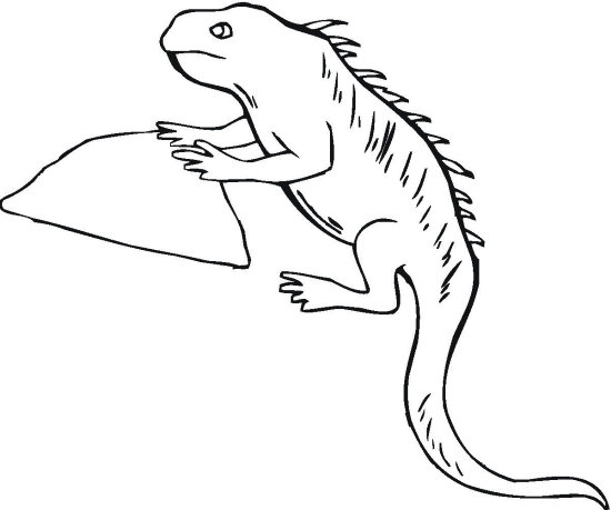 Legwan