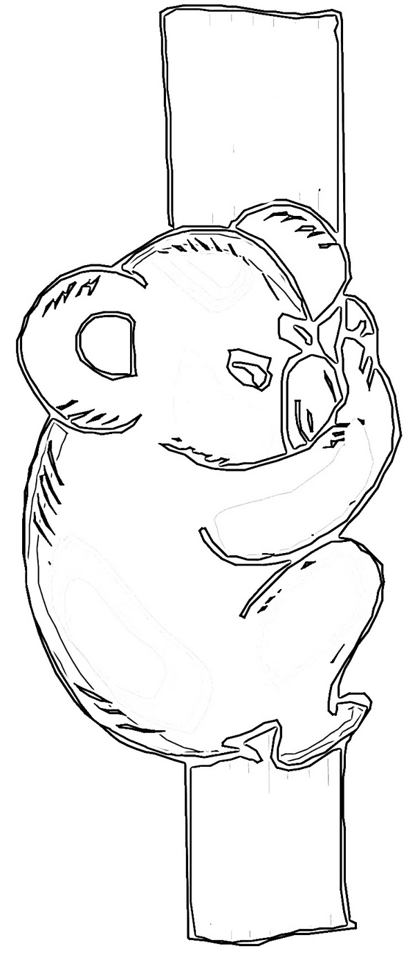 Koala na kolorowance