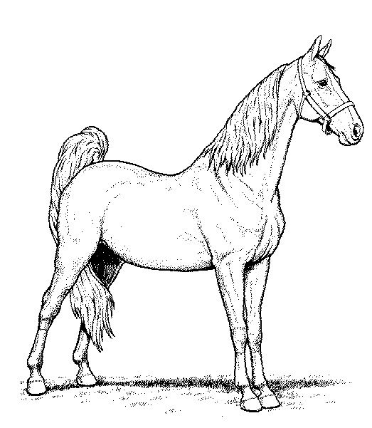 Koń