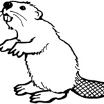 Bóbr