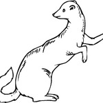 Piękna fretka