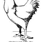 Kolorowa kura