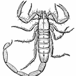 Skorpion gra kolorowanka